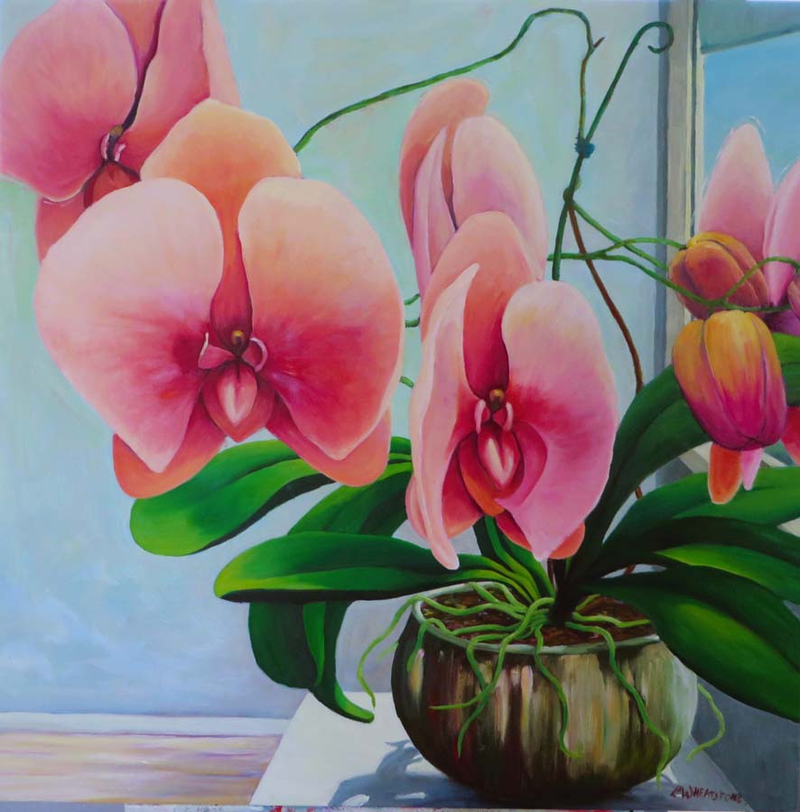 Feature Image _Tricia Wheatstone-Phalaenopsis-Pink-